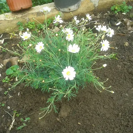 Alloggio per agriturismo Tiberio San Mauro Castelverde