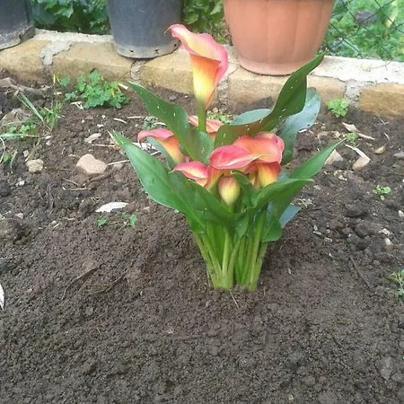 Tiberio * San Mauro Castelverde